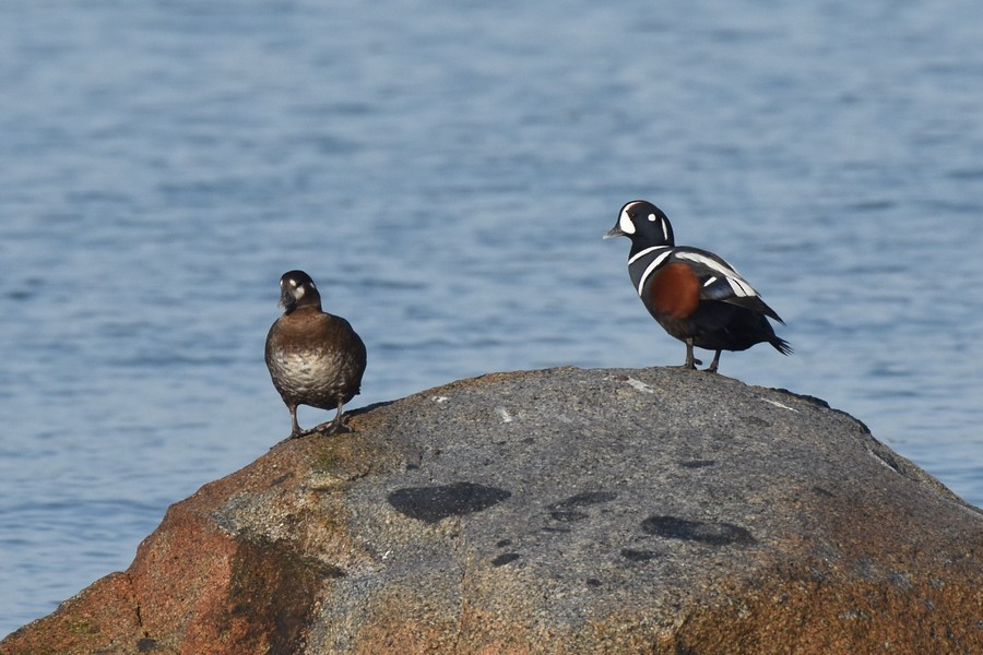 Harlequin Duck - ML185549551