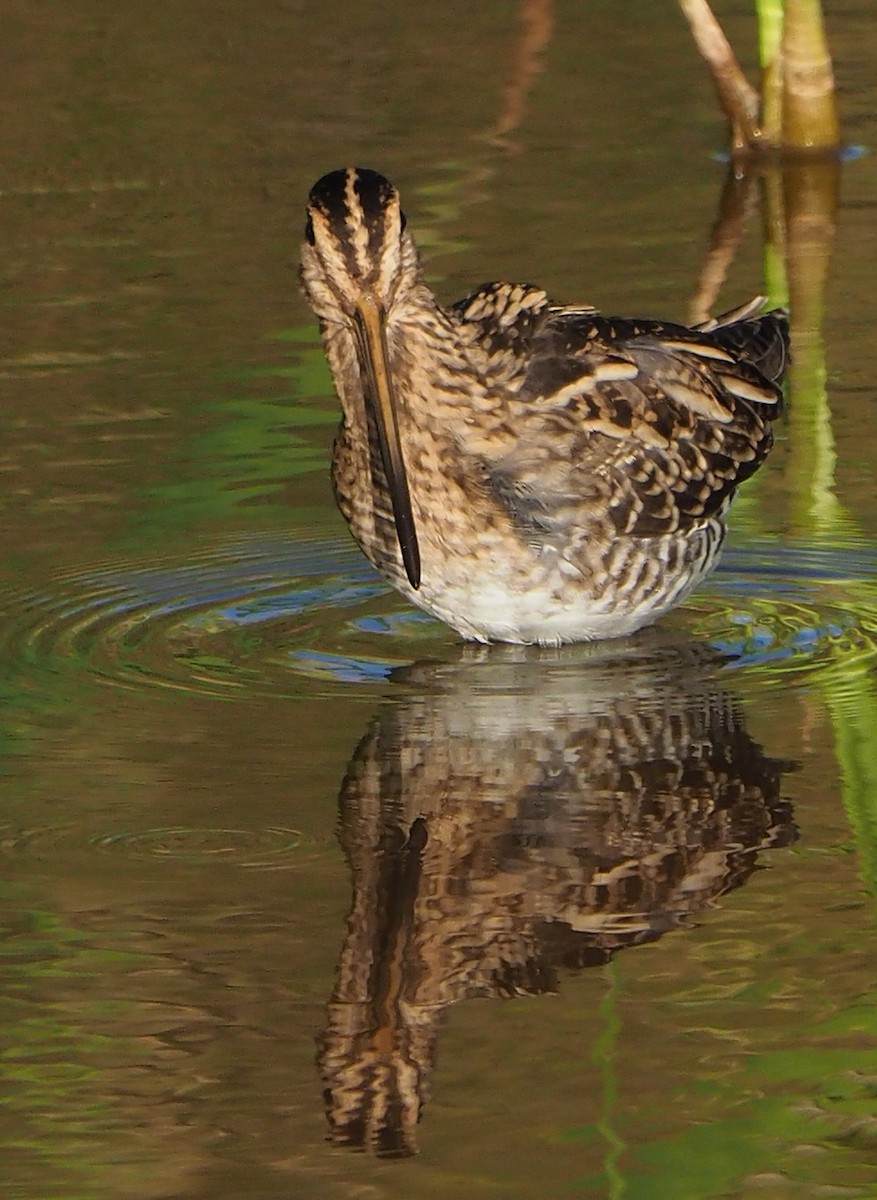 Common Snipe - ML185549591