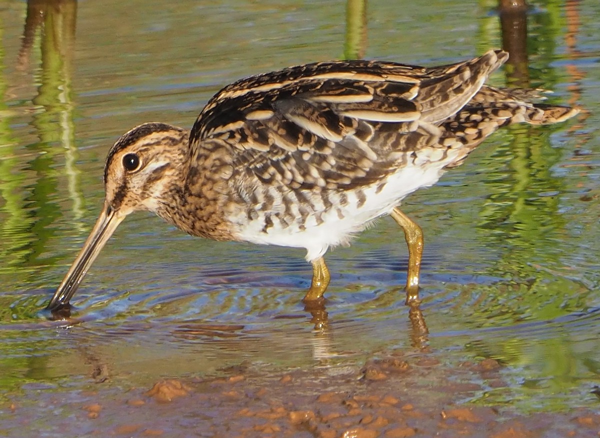 Common Snipe - ML185549611