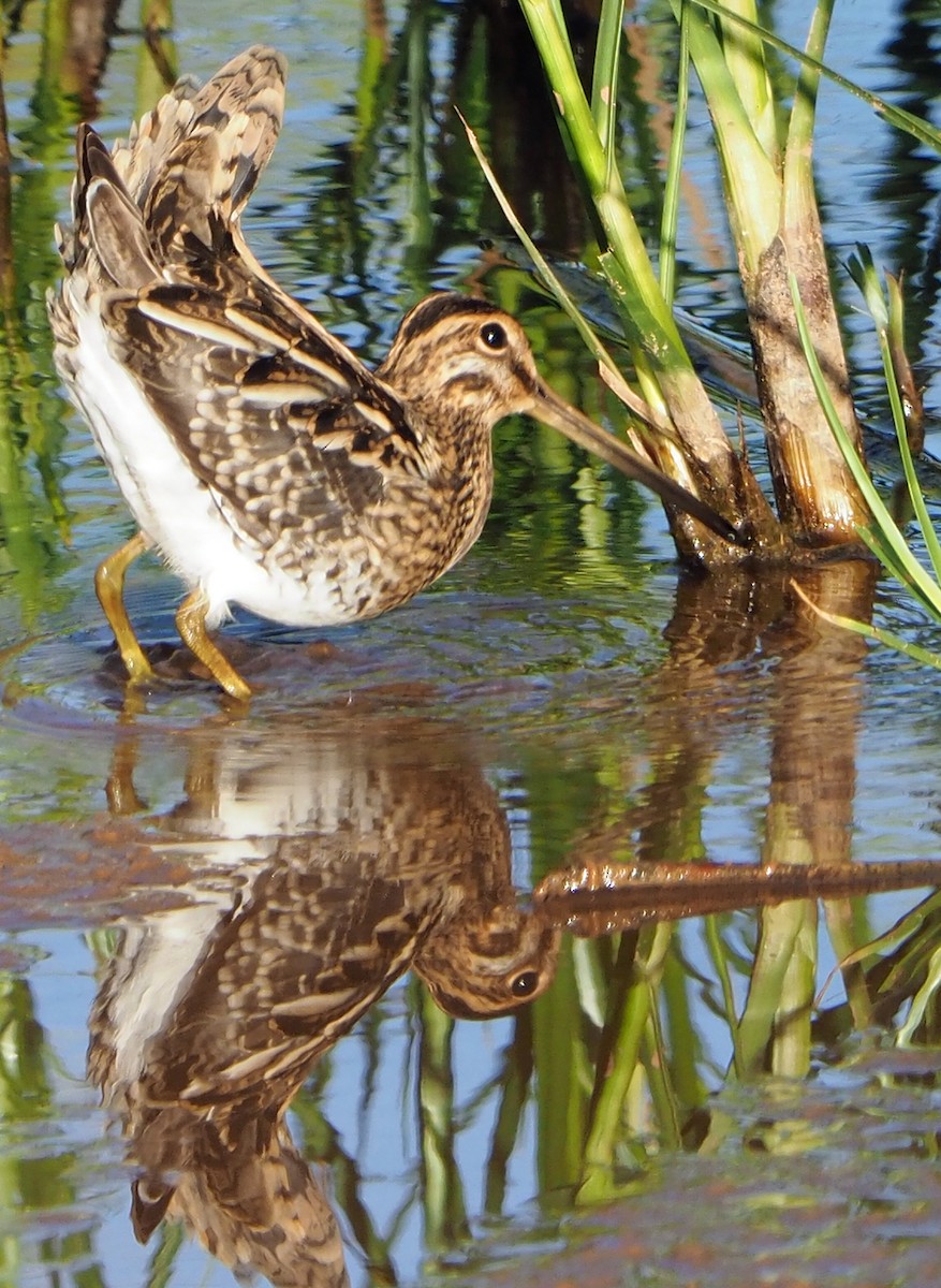 Common Snipe - ML185549711