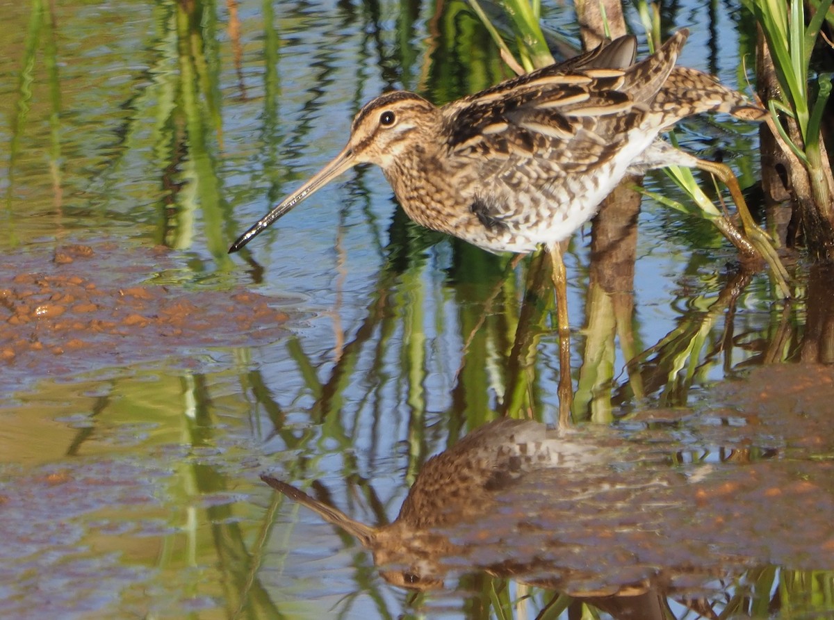 Common Snipe - ML185549721