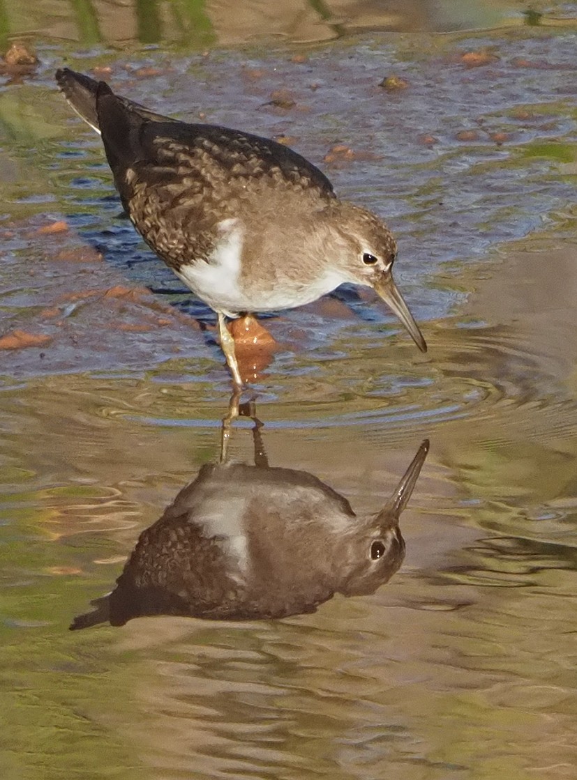 Common Sandpiper - ML185550271