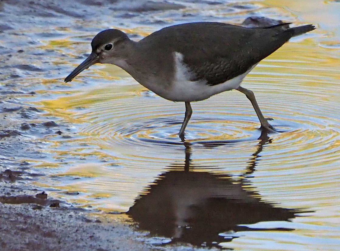 Common Sandpiper - ML185550281