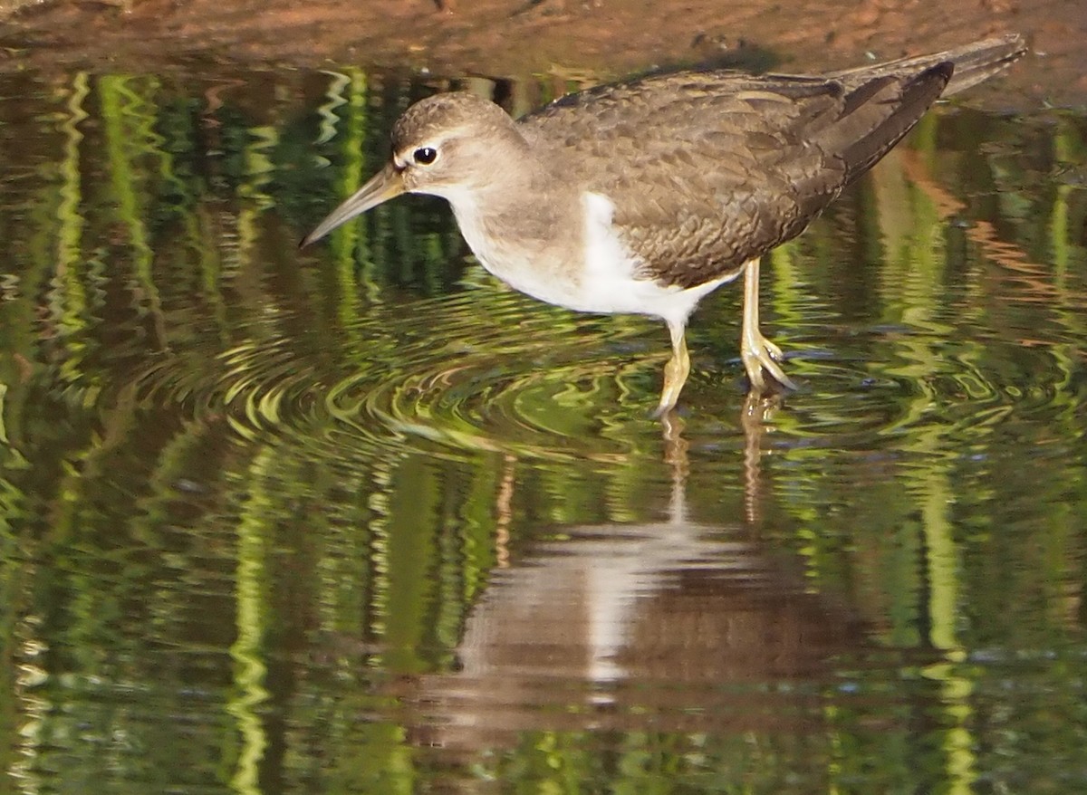 Common Sandpiper - ML185550311