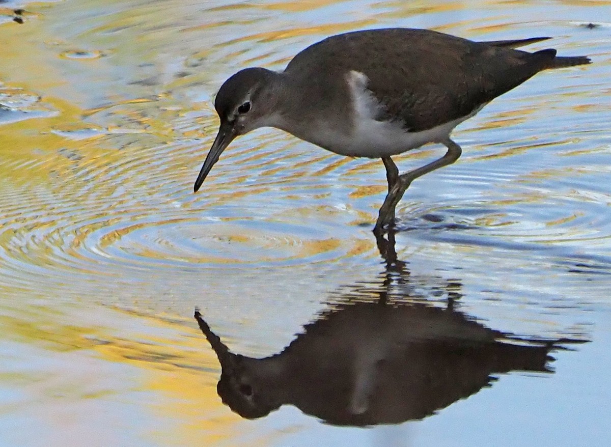 Common Sandpiper - ML185550351