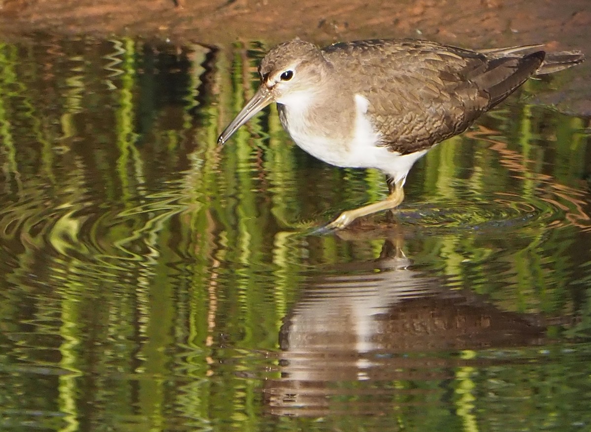 Common Sandpiper - ML185550361