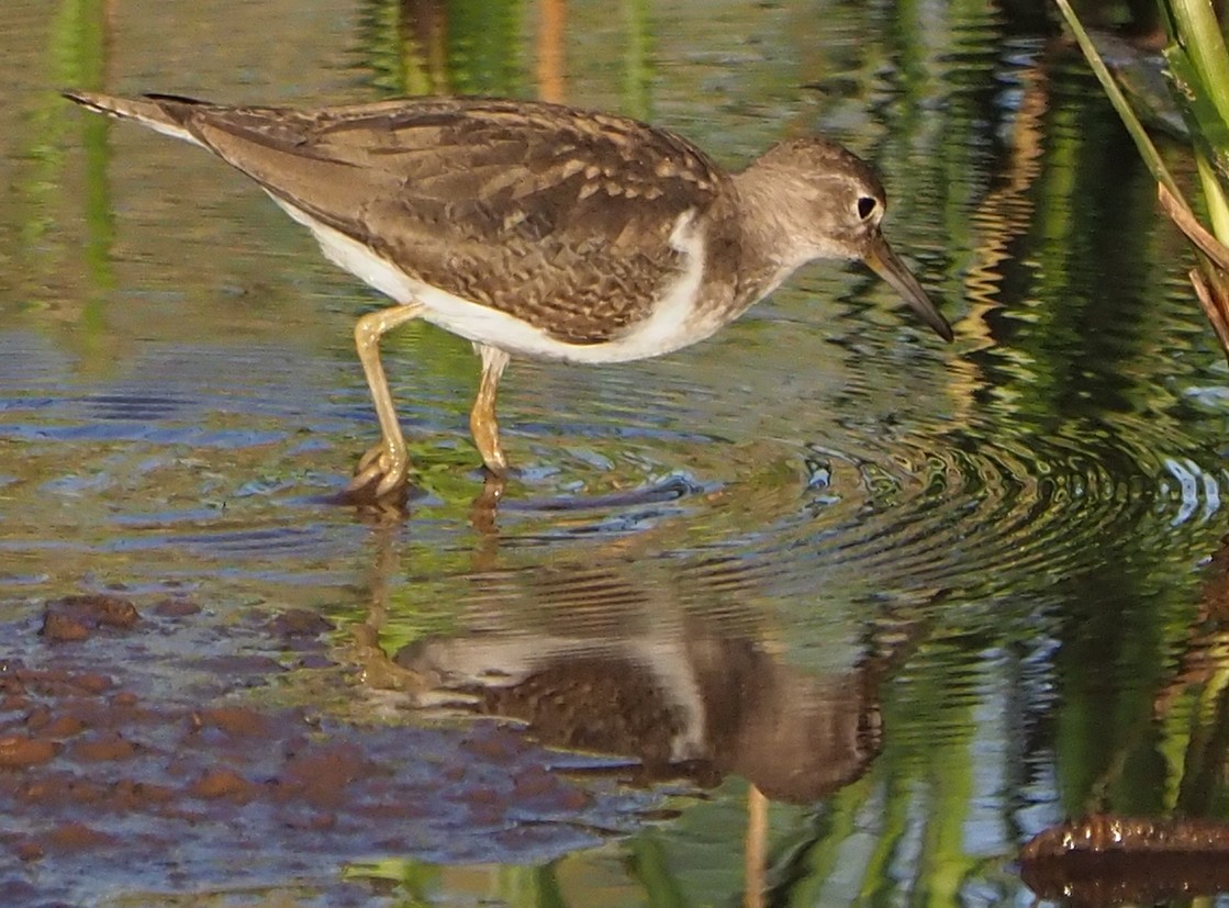 Common Sandpiper - ML185550841