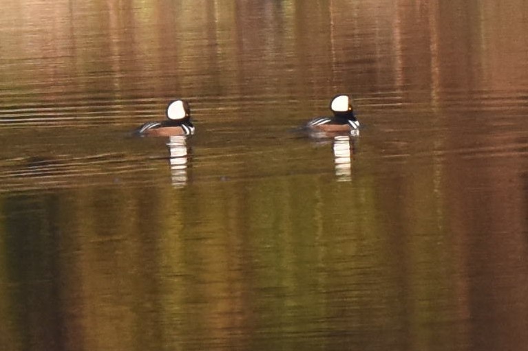 Hooded Merganser - Prayitno Goenarto