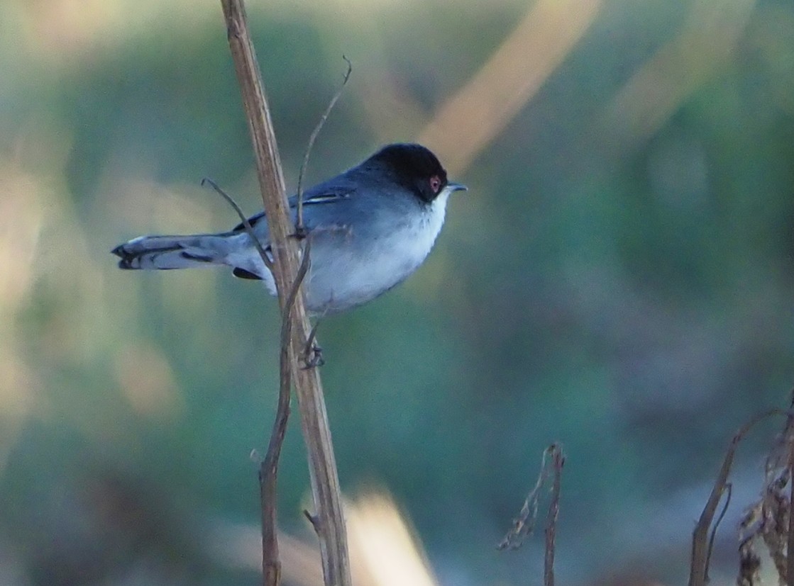 Sardinian Warbler - ML185551181