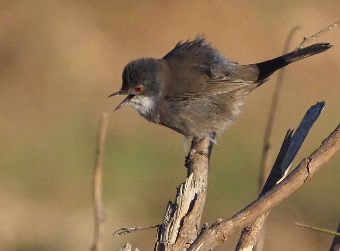 Sardinian Warbler - ML185551191