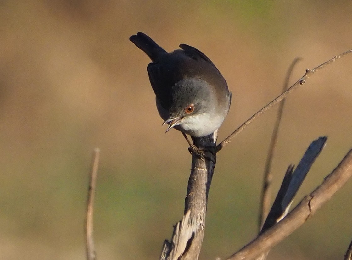 Sardinian Warbler - ML185551201