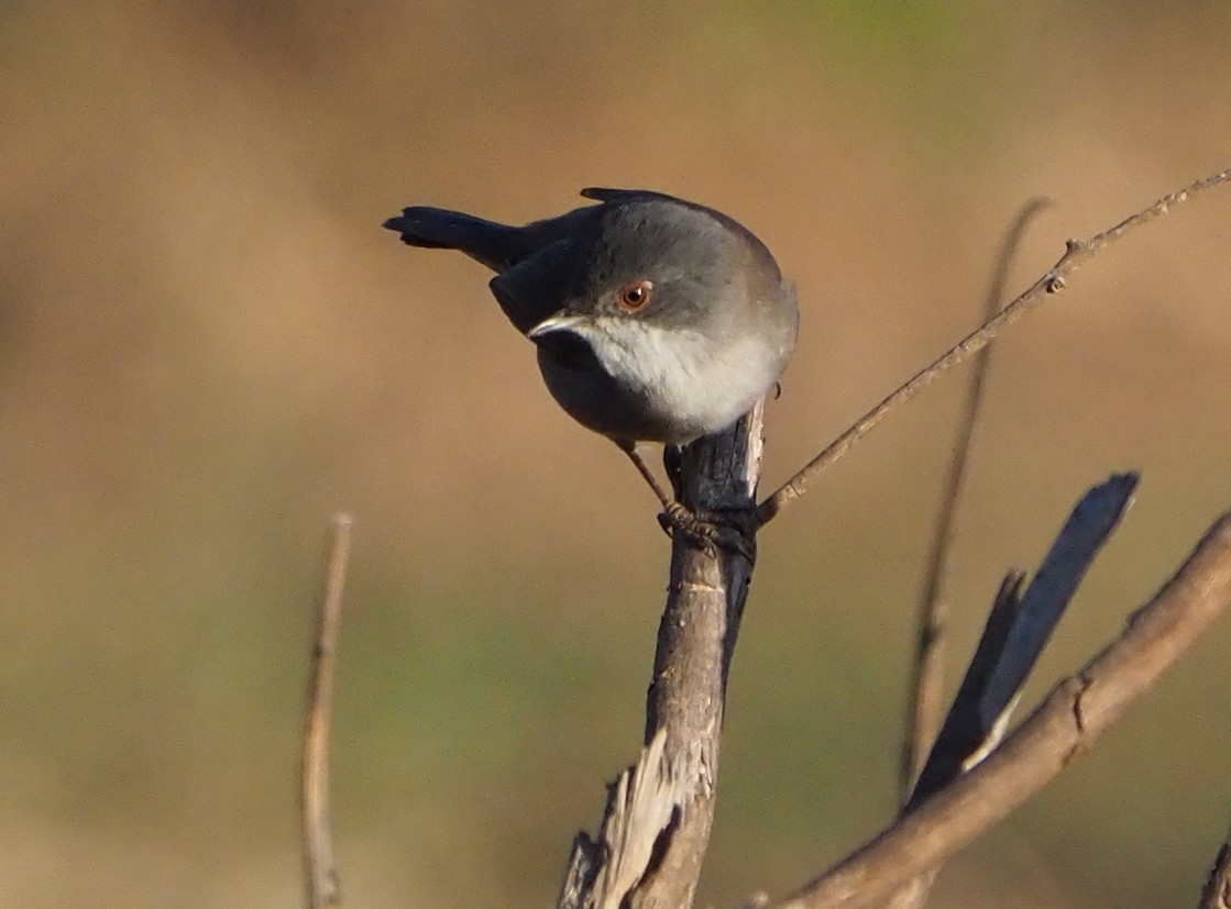 Sardinian Warbler - ML185551211