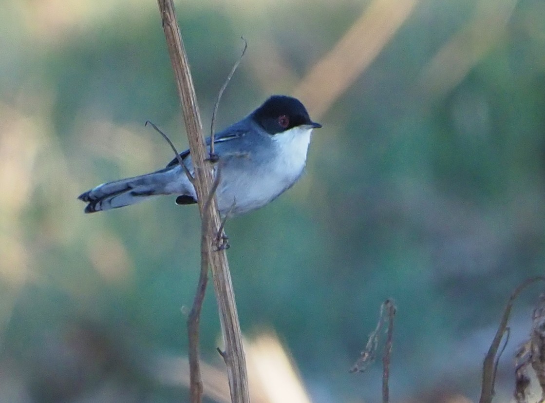 Sardinian Warbler - Brian Carruthers