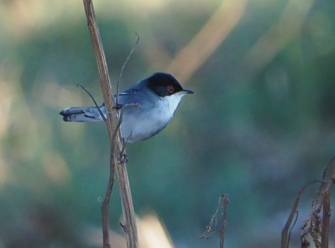 Sardinian Warbler - ML185551261