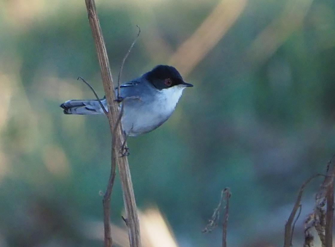 Sardinian Warbler - ML185551271