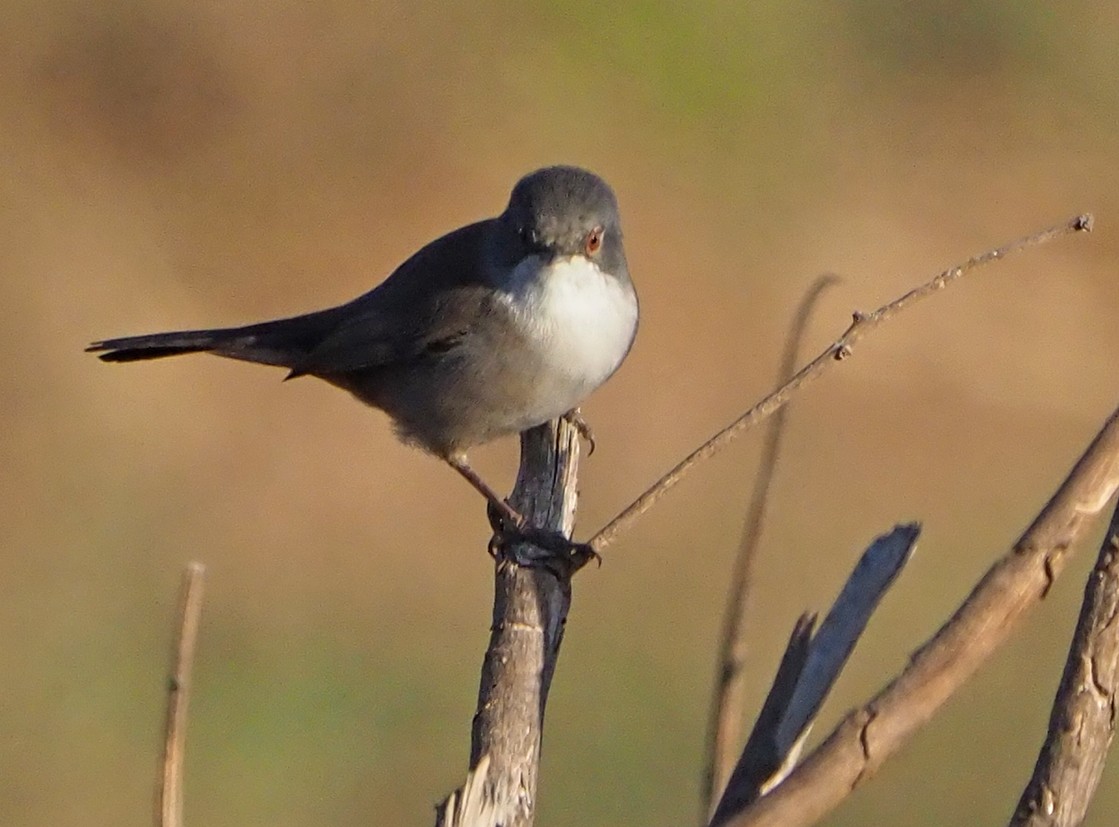 Sardinian Warbler - ML185551281