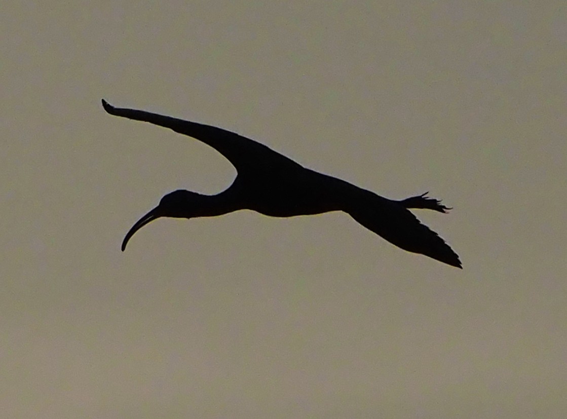 ibis hnědý - ML185551891