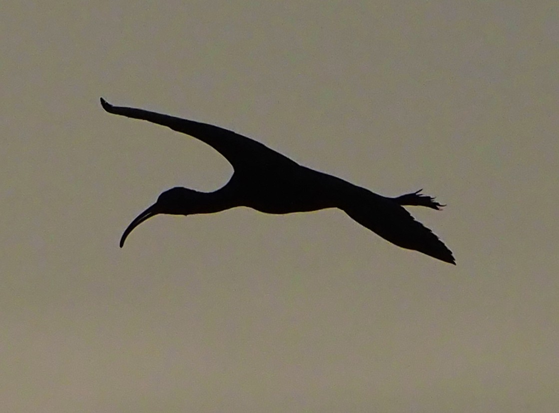 Glossy Ibis - ML185551891