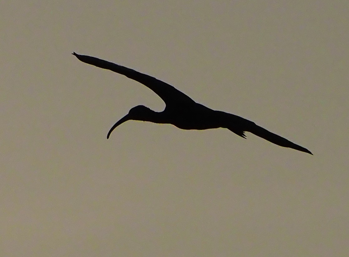 ibis hnědý - ML185551911