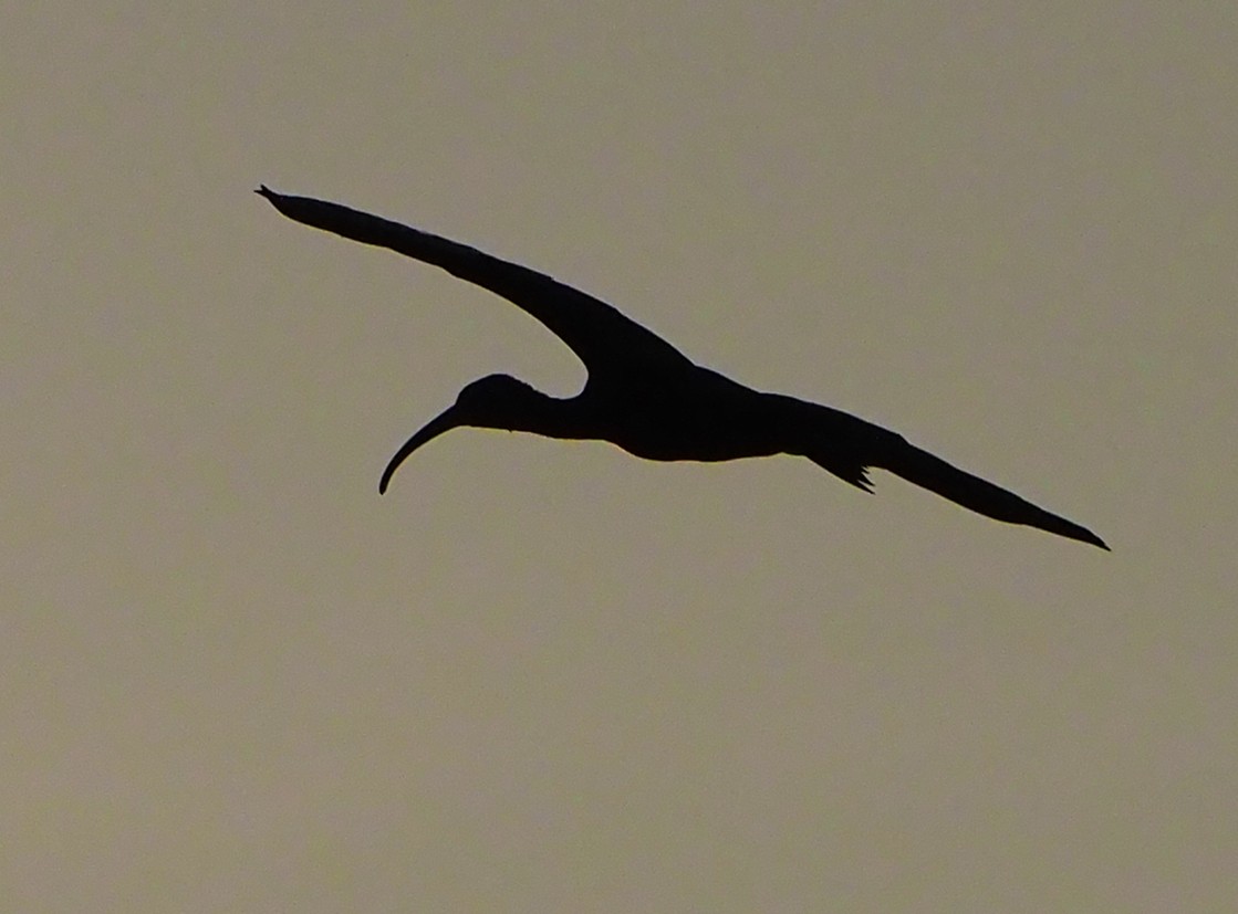 Glossy Ibis - ML185551911