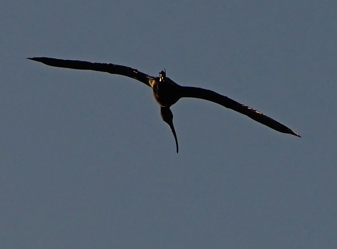 ibis hnědý - ML185551921