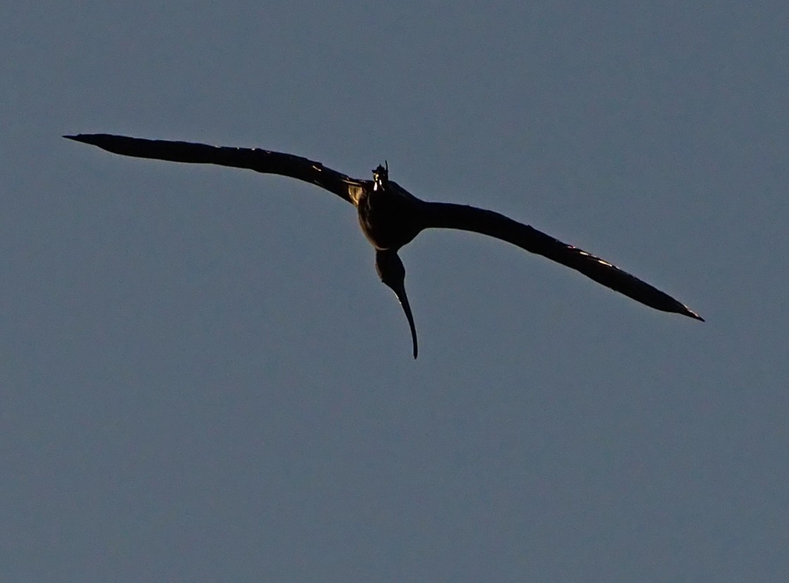 Glossy Ibis - ML185551921