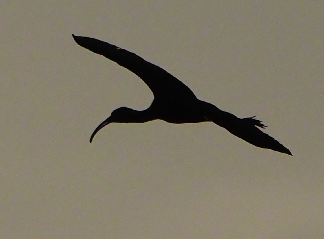 ibis hnědý - ML185551931