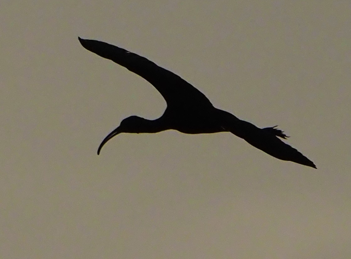 Glossy Ibis - ML185551931