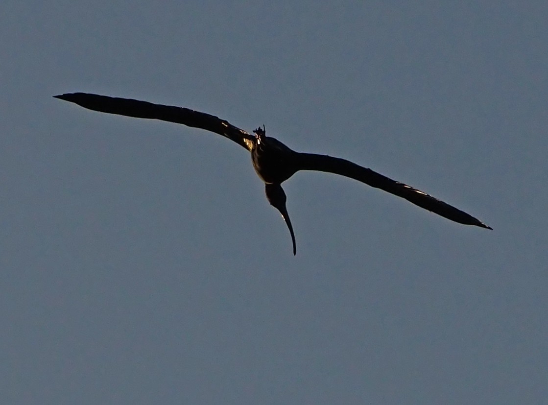 ibis hnědý - ML185551941