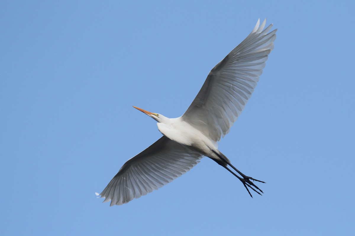 Great Egret - ML185553721