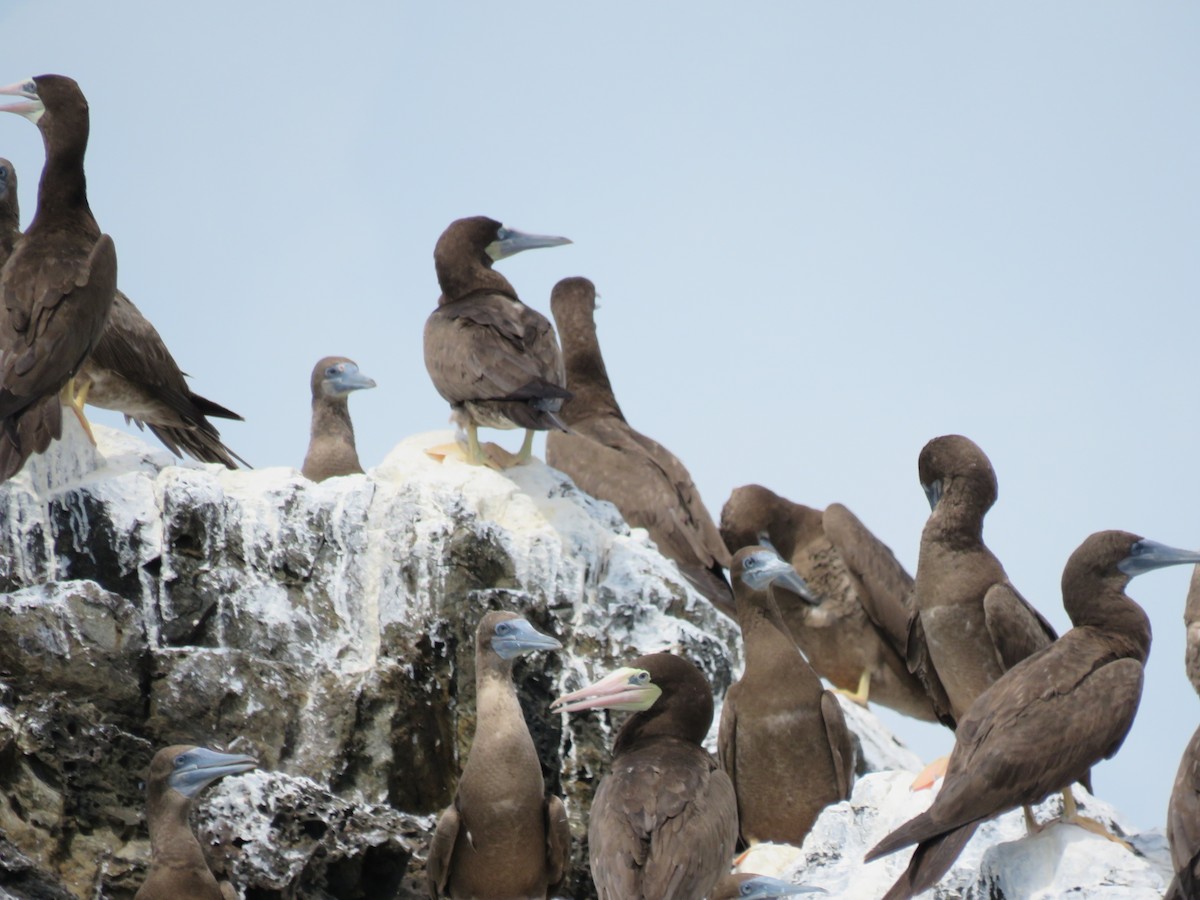 Brown Booby - ML185554111