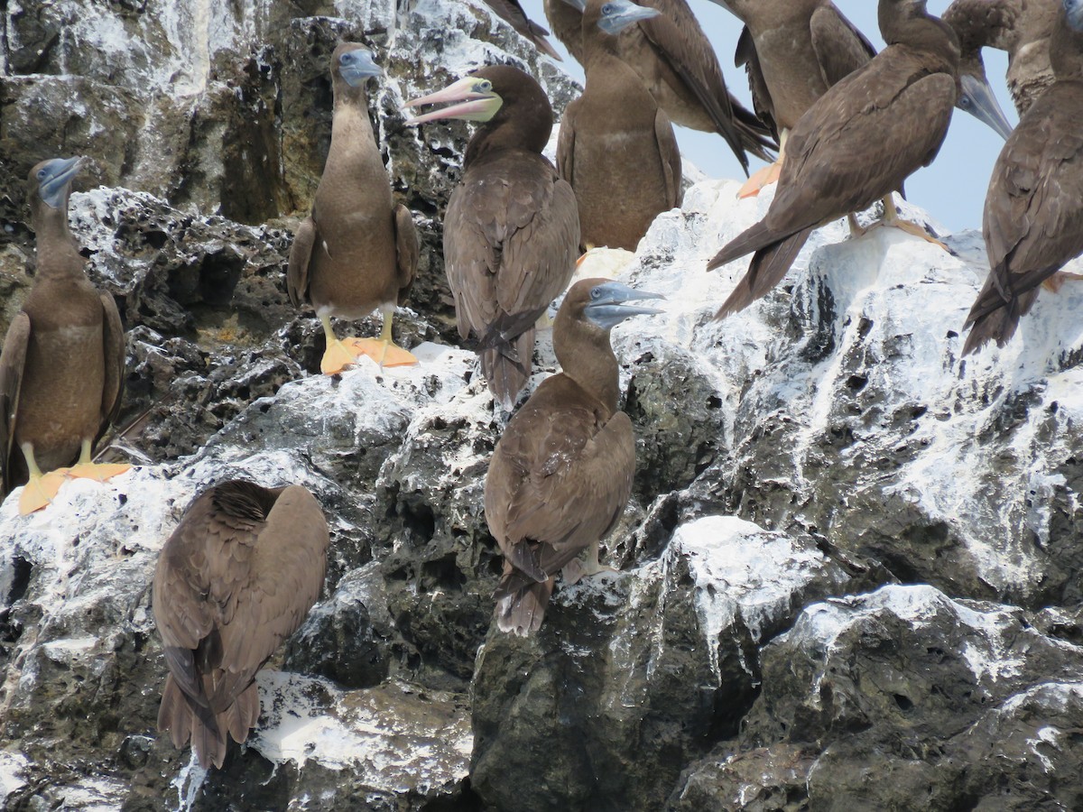 Brown Booby - ML185554151