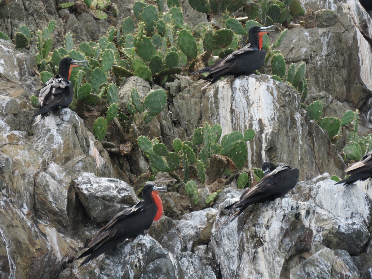 Magnificent Frigatebird - ML185554161