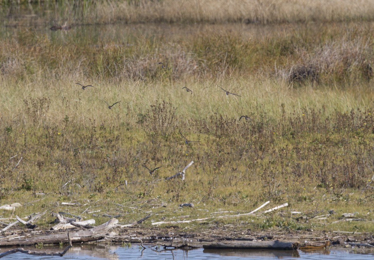 Wilson's Snipe - ML185556531