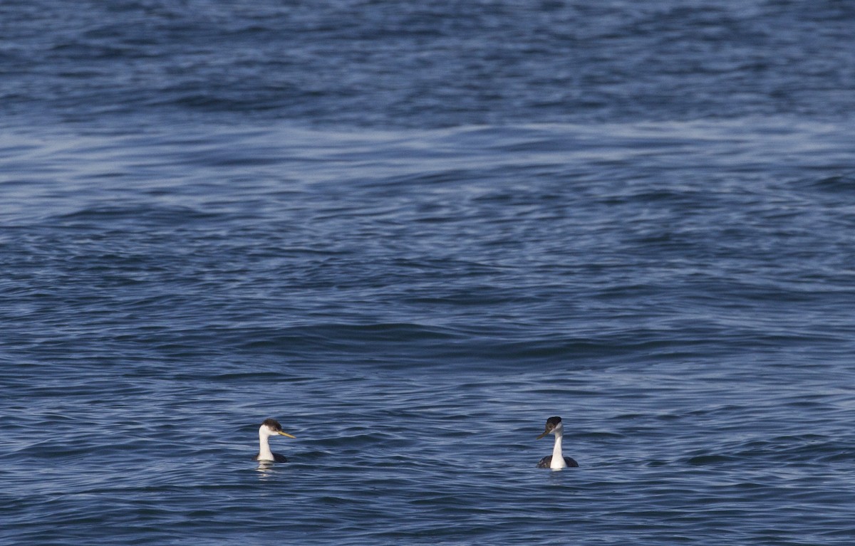 Western Grebe - ML185556711