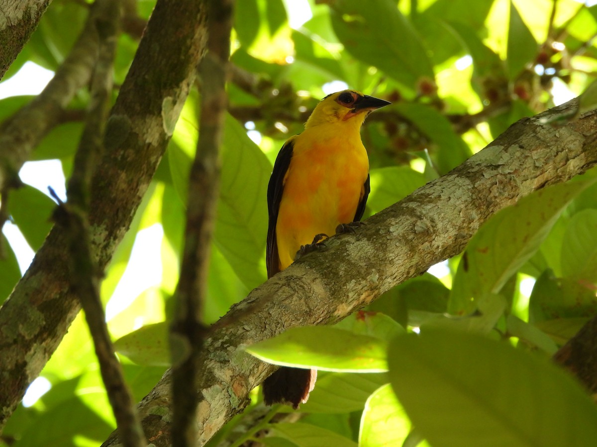 Oriole Blackbird - Javier Francisco  Parra