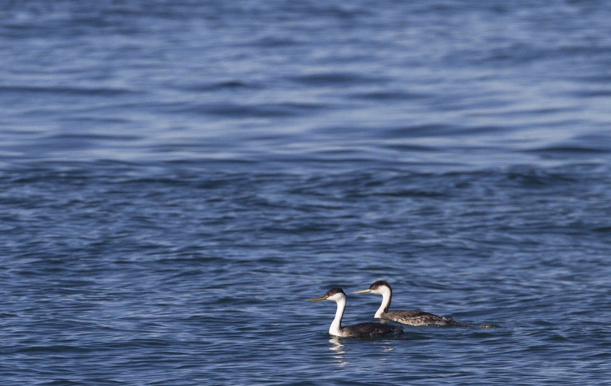 Western Grebe - ML185556741