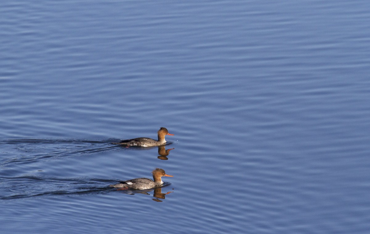 Red-breasted Merganser - ML185556851