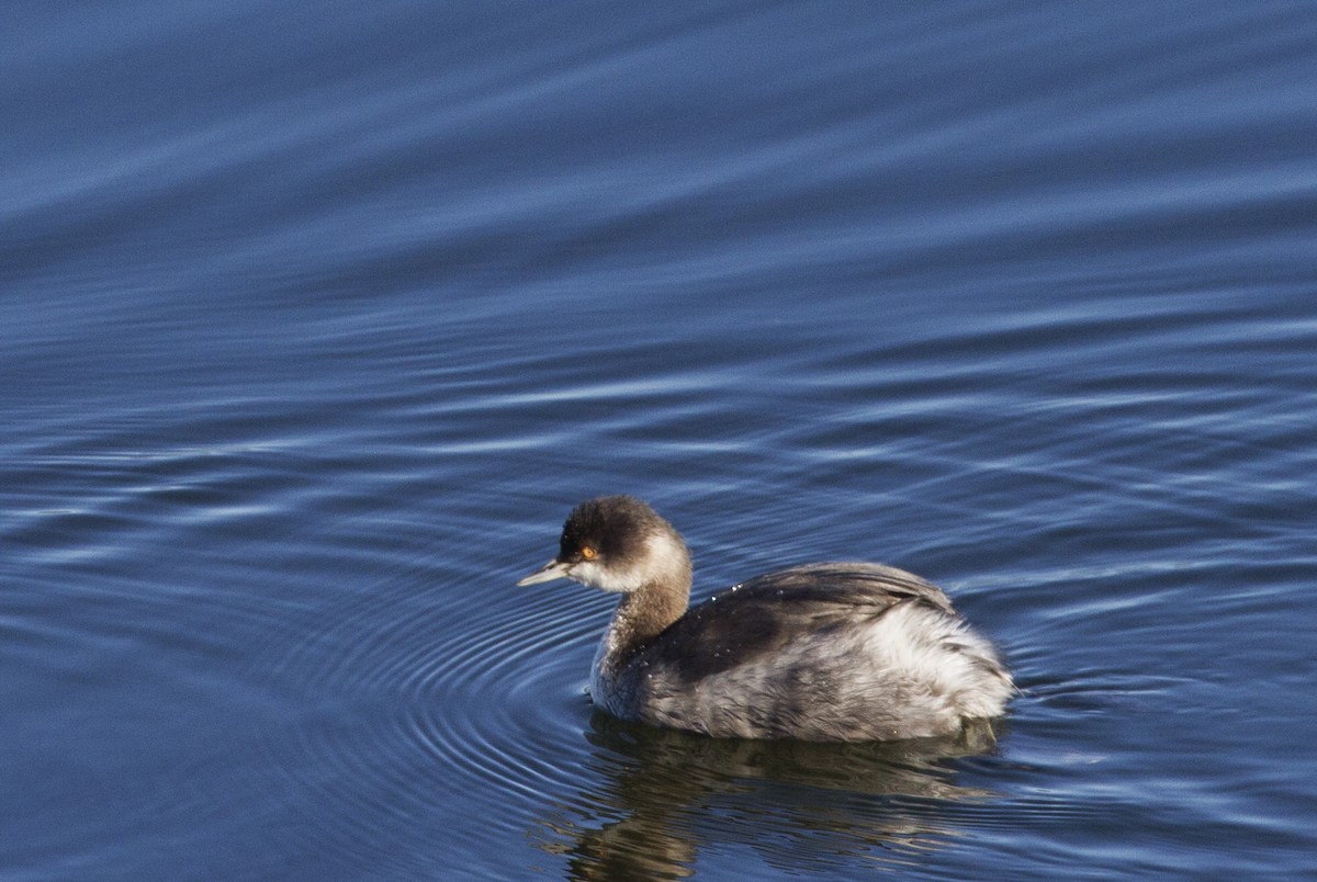 Eared Grebe - ML185556891