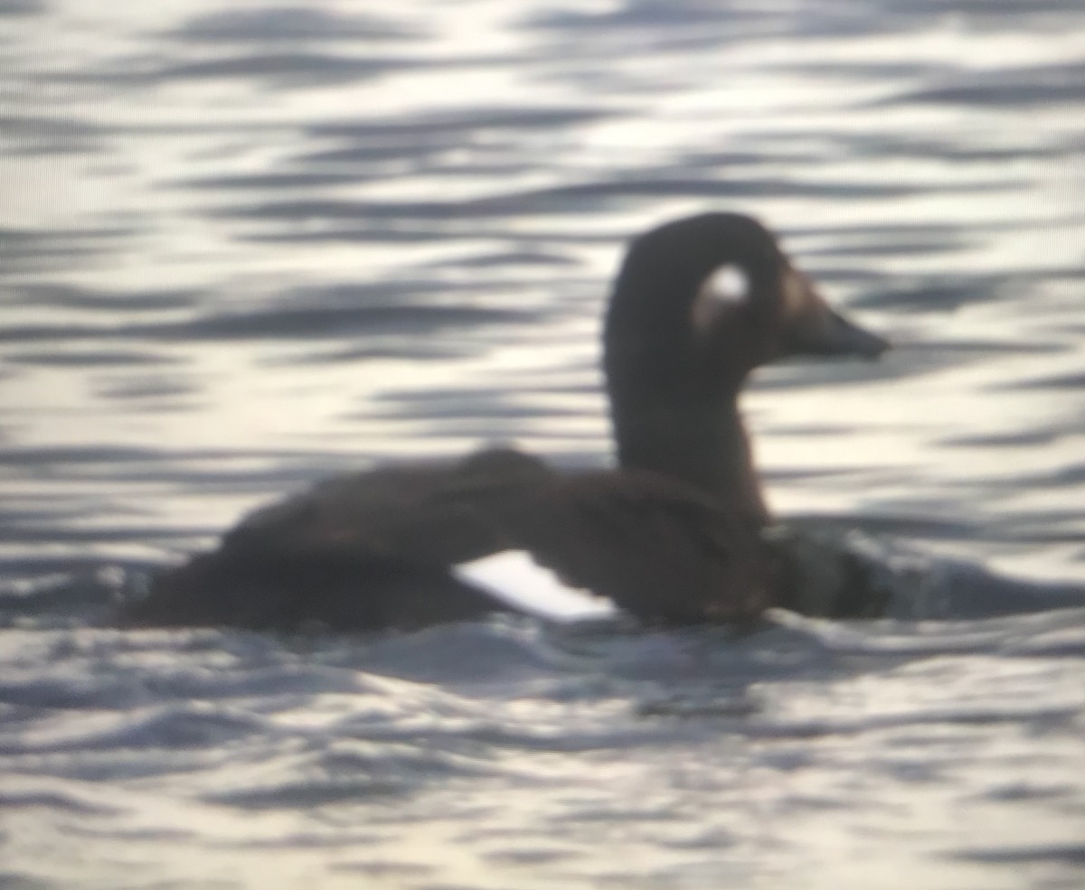 White-winged Scoter - Javier Vazquez