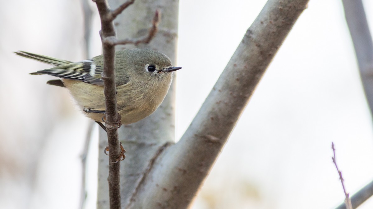 Ruby-crowned Kinglet - ML185558591