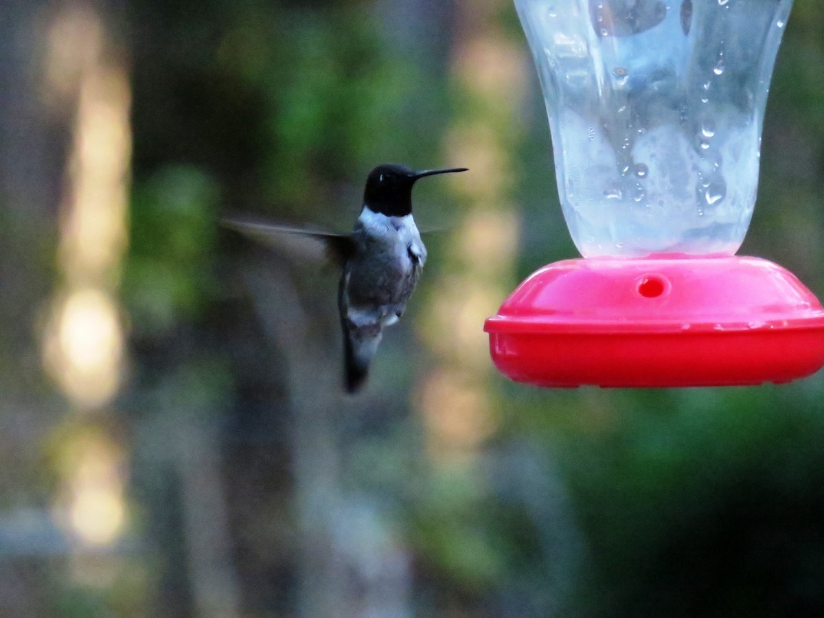 Black-chinned Hummingbird - WS Barbour