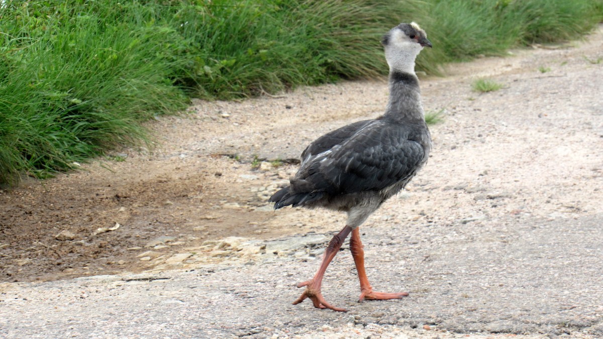 Southern Screamer - ML185560531