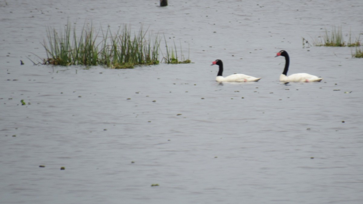 Cygne à cou noir - ML185560541