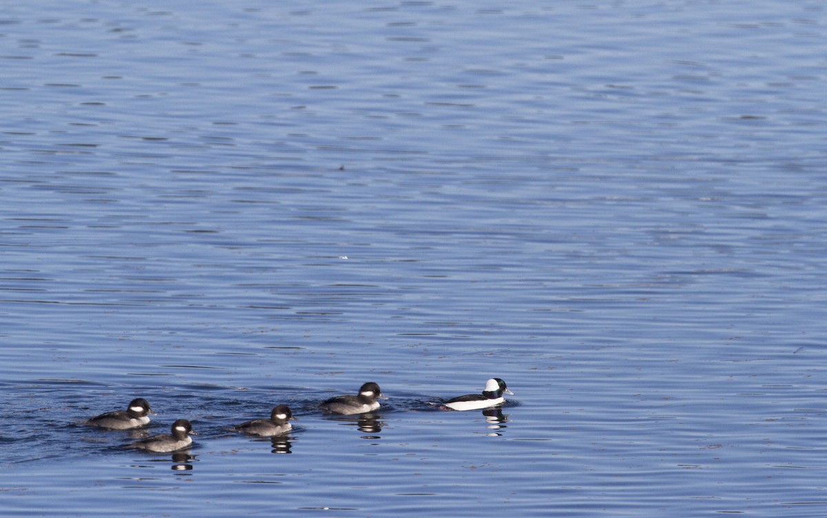 Bufflehead - ML185560741