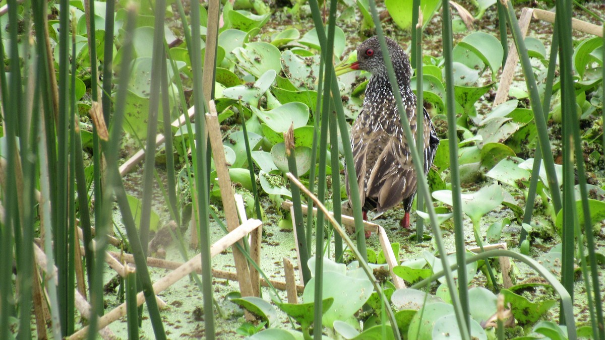 Spotted Rail - ML185560851