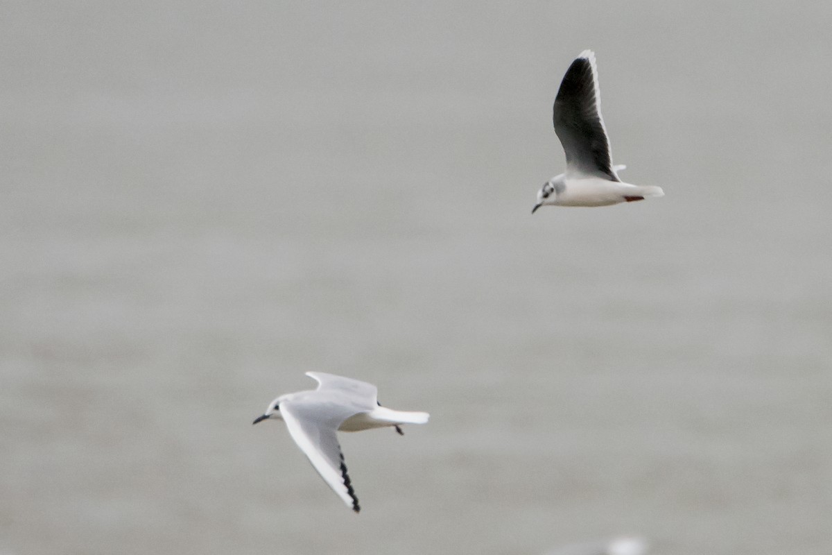Little Gull - Sue Barth