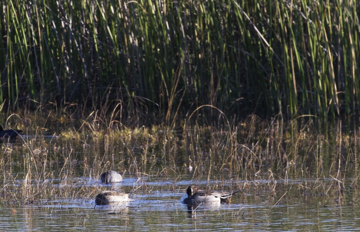 Northern Pintail - ML185561361