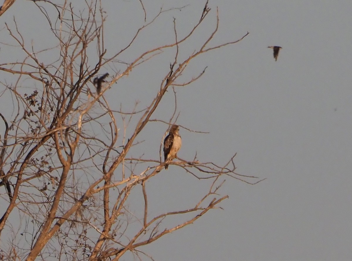 Booted Eagle - ML185563171