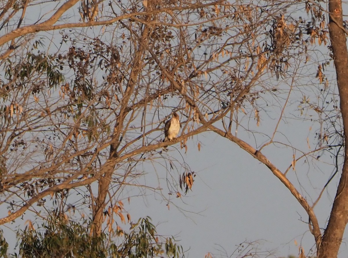 Booted Eagle - ML185563181